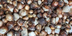 Ontdek alle kennis. Gepelde bollen macro