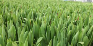 Ontdek alle kennis. Teelt