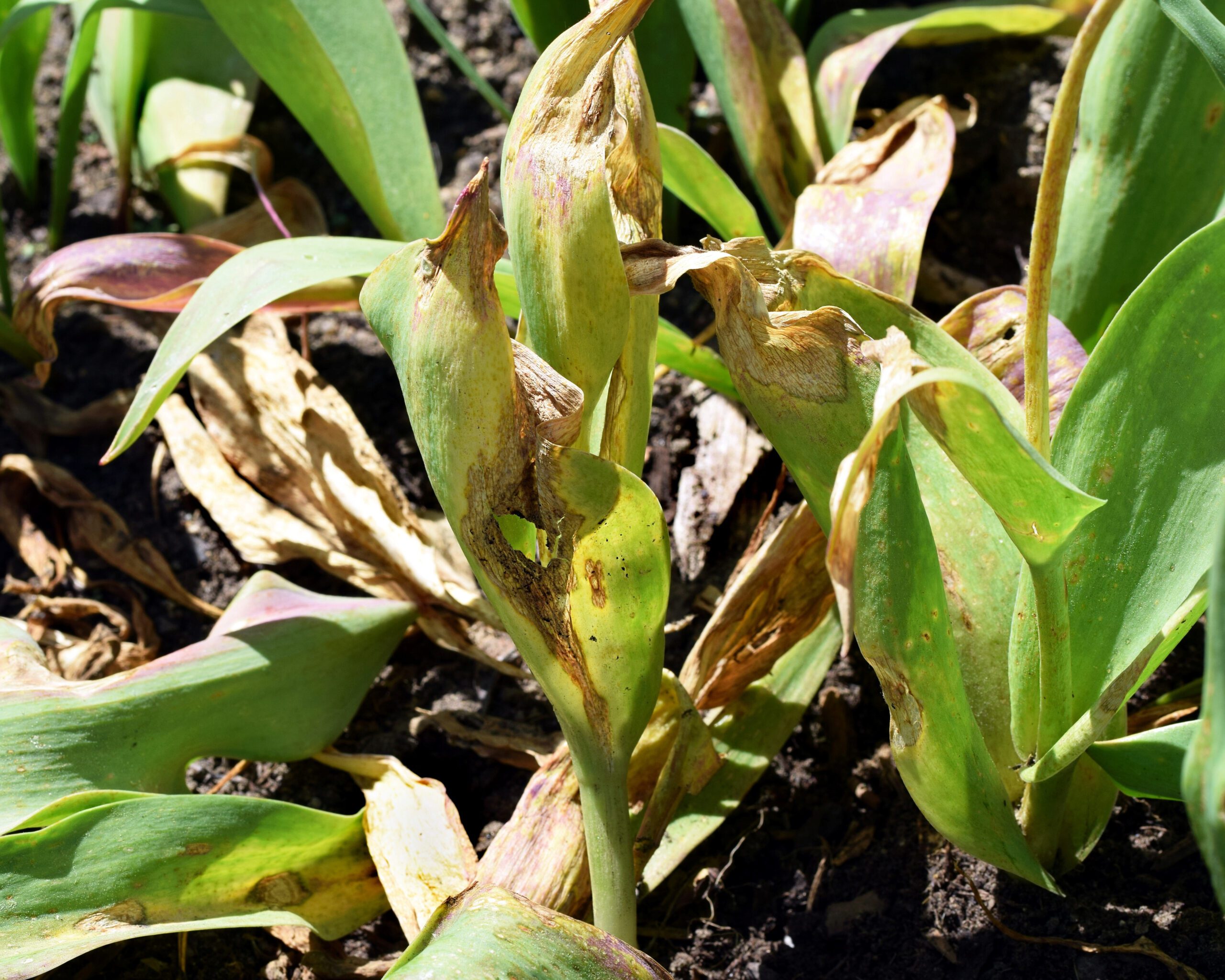 Plantgezondheid & Kwaliteit