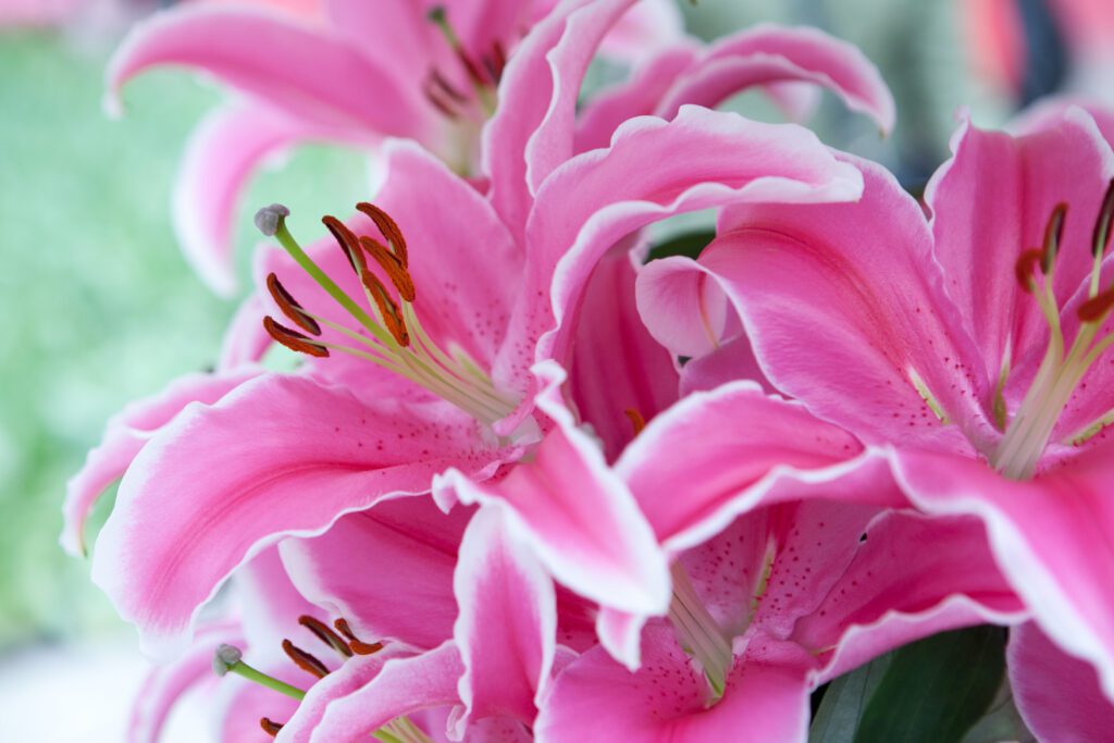 Pink,Oriental,Lily