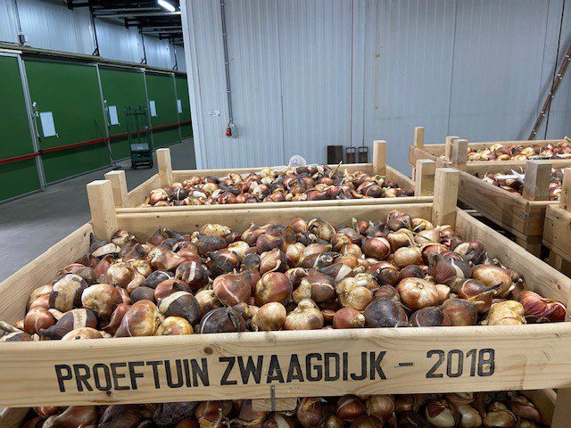 Gepelde tulpenbollen in gaasbak Gepelde tulpenbollen in gaasbak