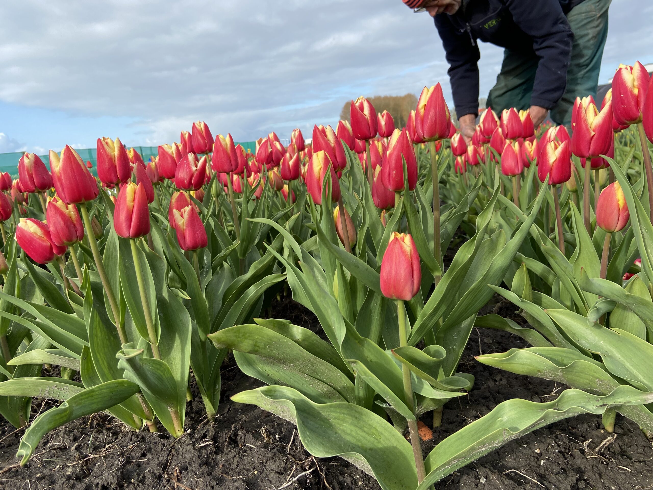 Veredeling van tulpen