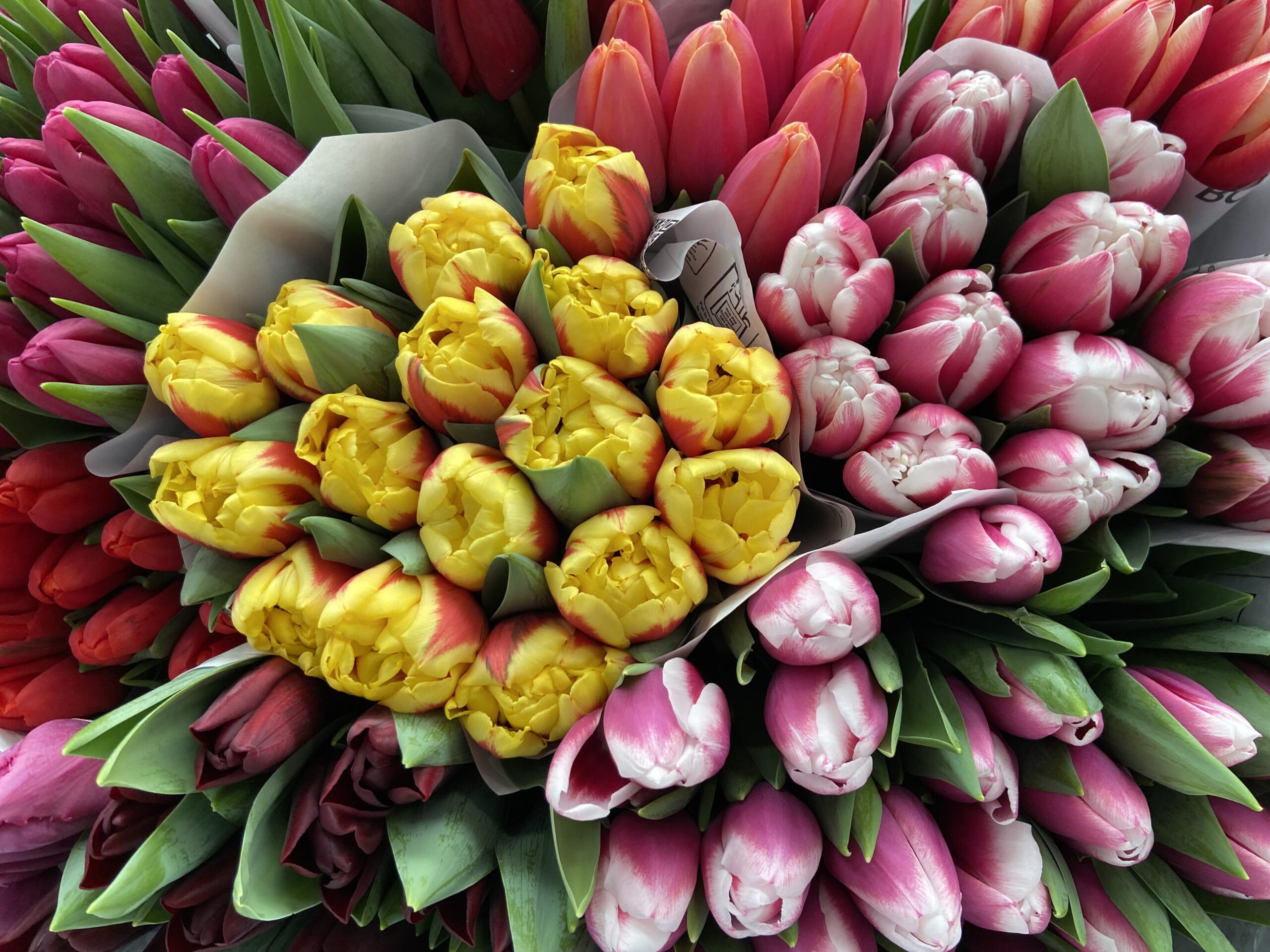 tulips