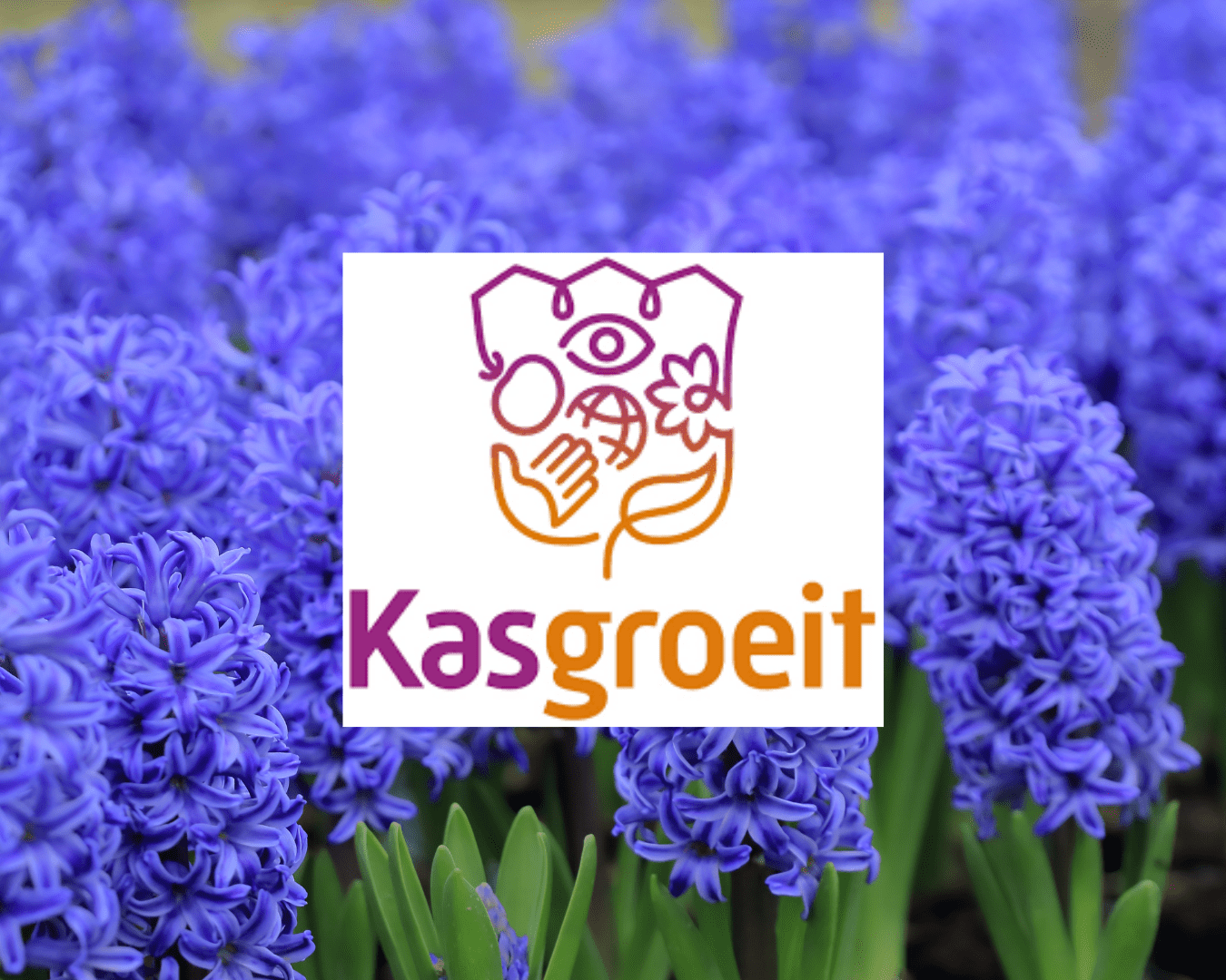 Kasgroeit Kasgroeit