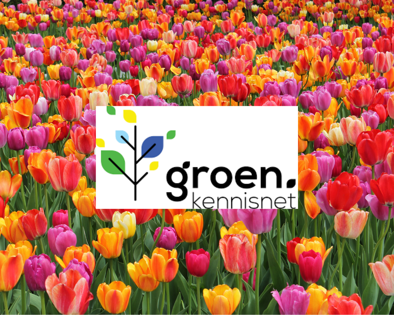 Groen Kennisnet Groen Kennisnet
