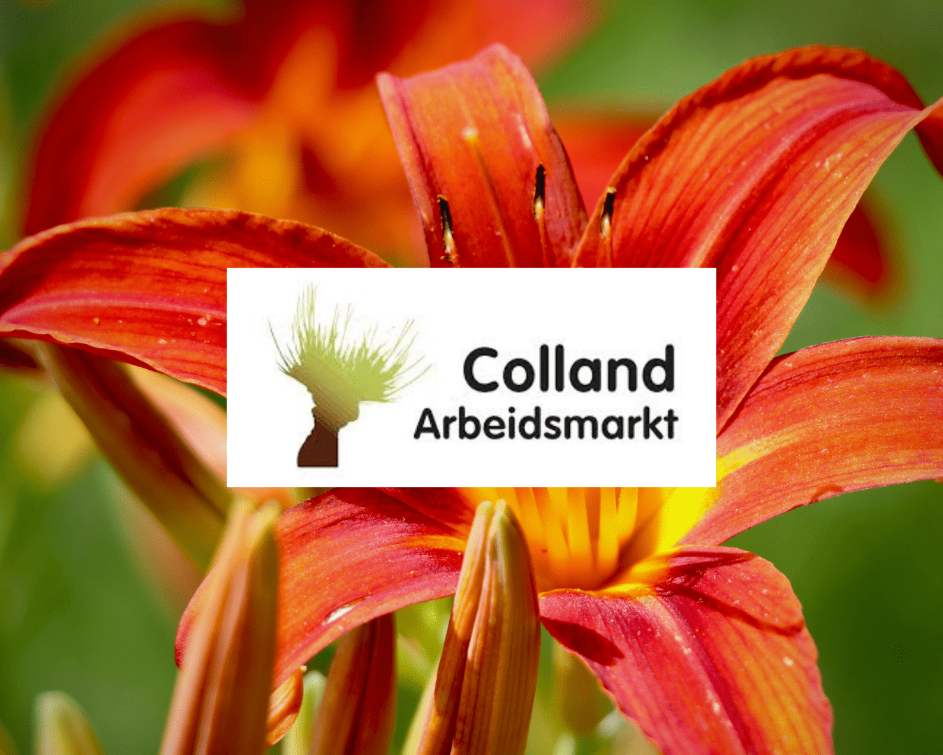 colland arbeidsmarkt colland arbeidsmarkt