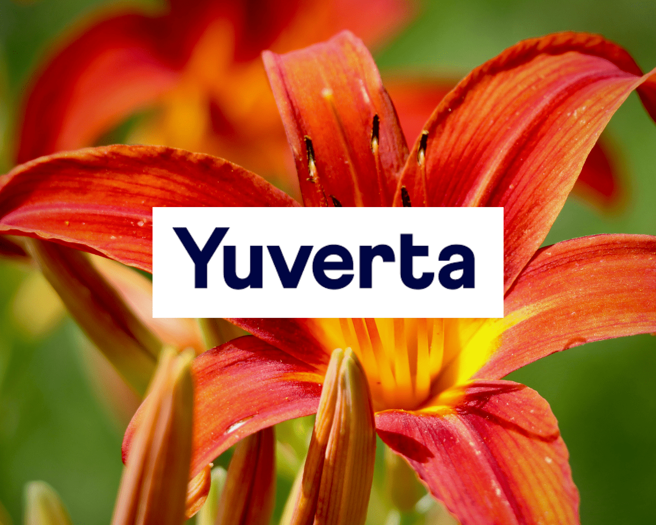 Yuverta Yuverta