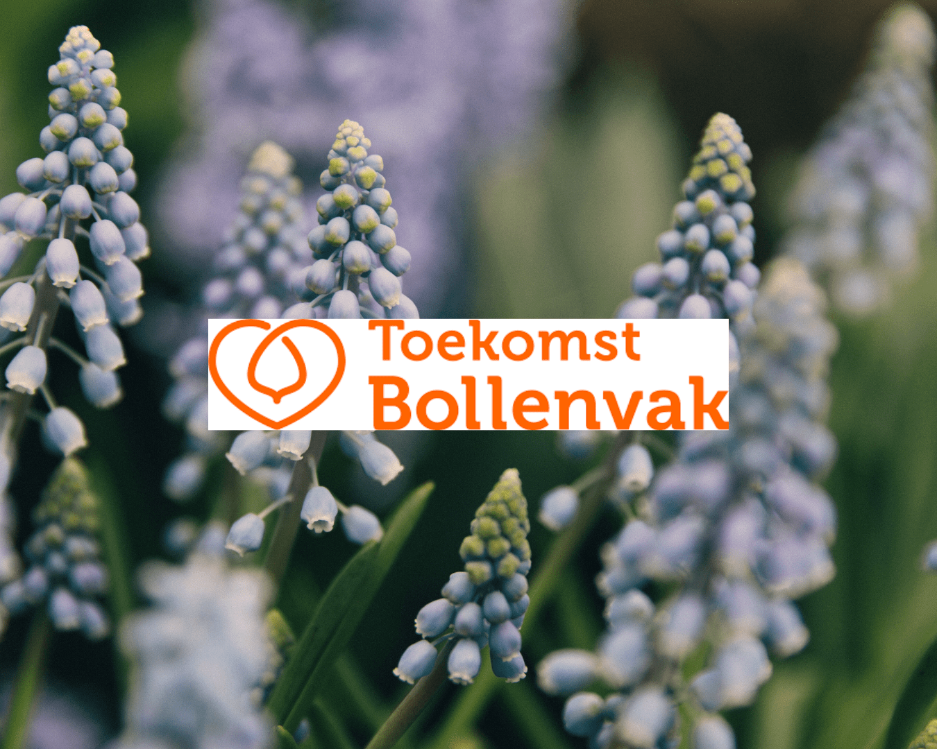 Toekomst bollenvak Toekomst bollenvak