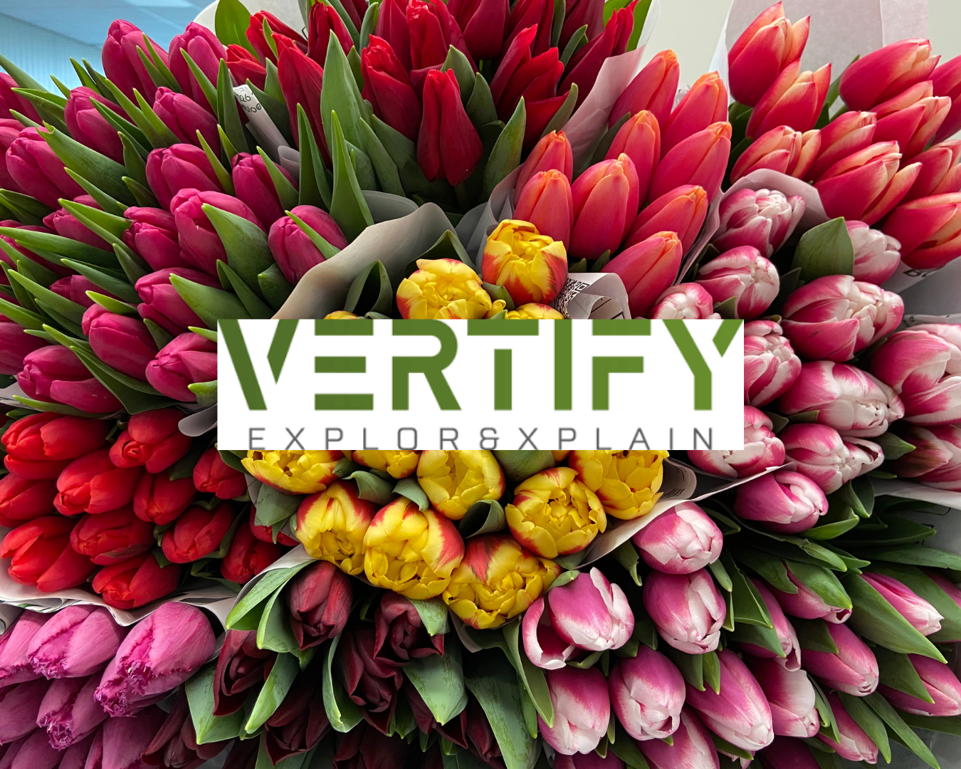 Vertify vertify