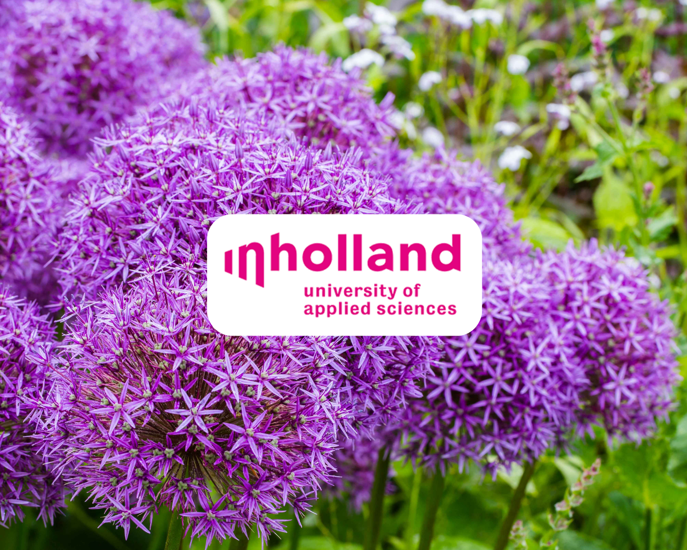inholland Inholland