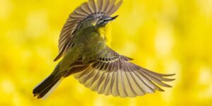 Biodiversiteit en fauna