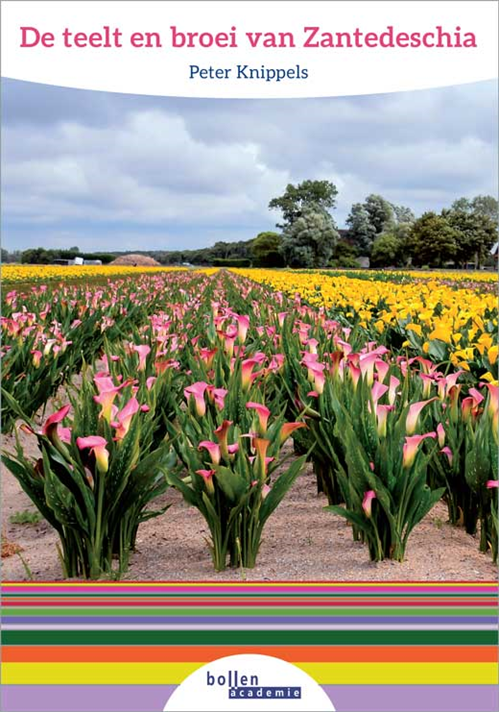 De teelt en broei van Zantedeschia