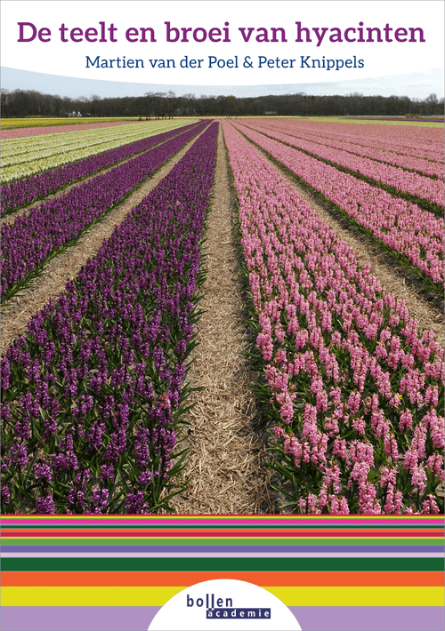 De teelt van Hyacinten