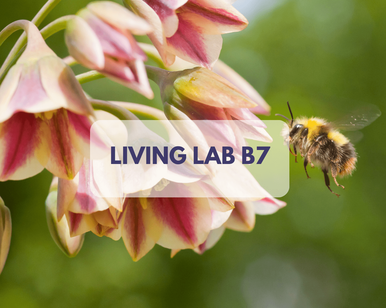 Living Lab 
