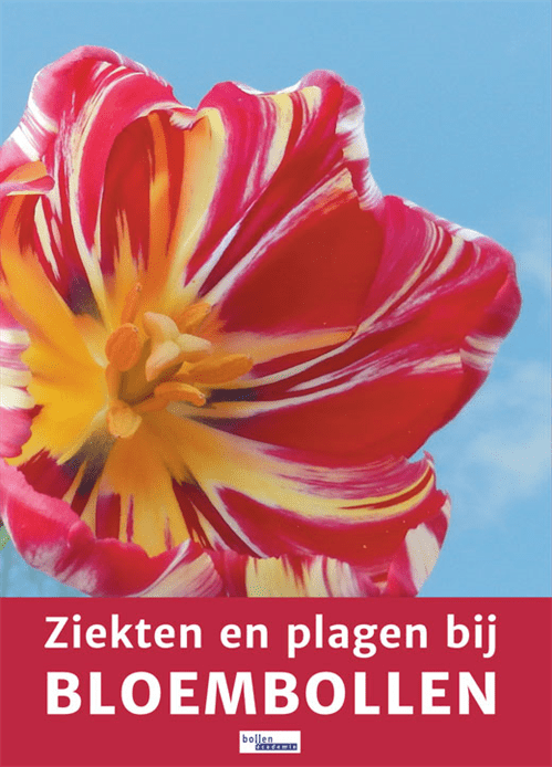 Ziekten en plagen bij bloembollen