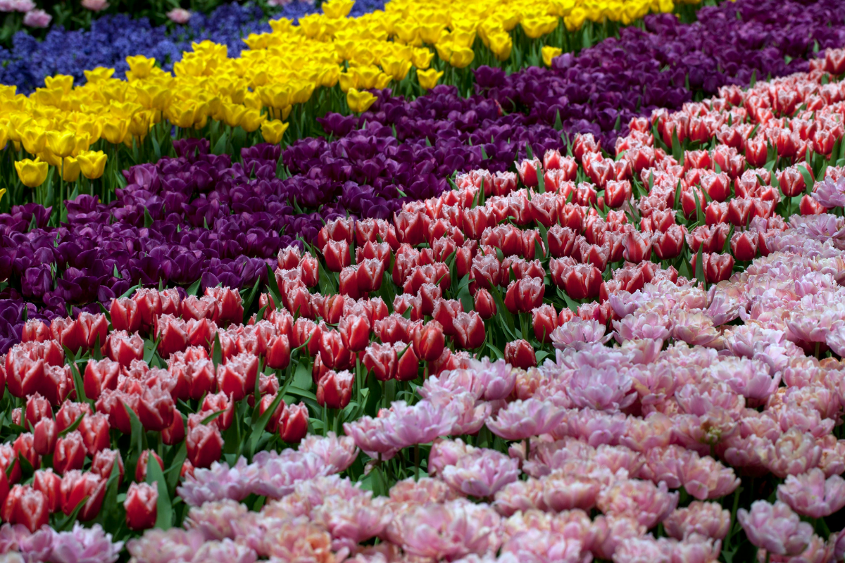 teelt en broei teelt en broei